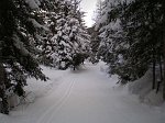 ANCORA LUNGO IL BOSCO